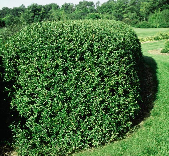 Cheyenne Common Privet