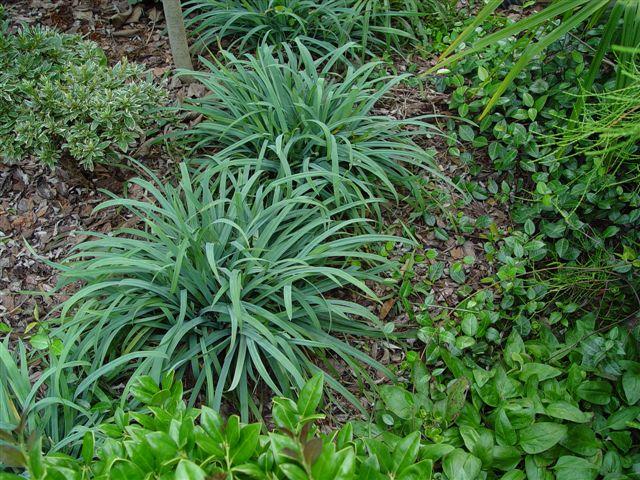 Bunny Blue Sedge - 1 Gallon