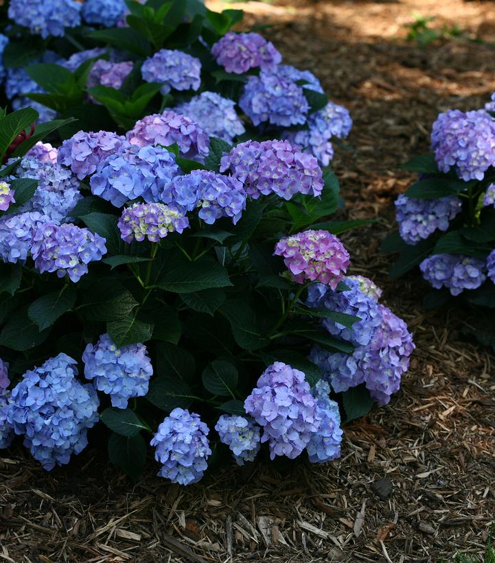 Let's Dance Blue Jangles Hydrangea