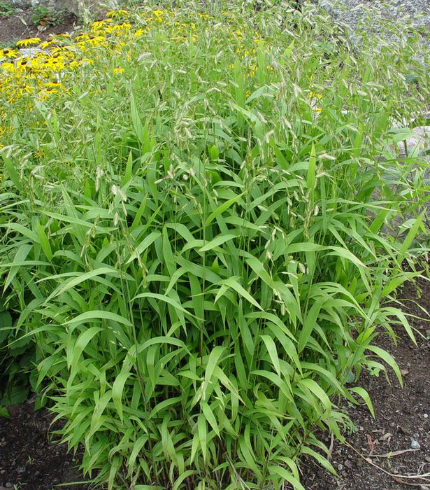 Northern Sea Oats