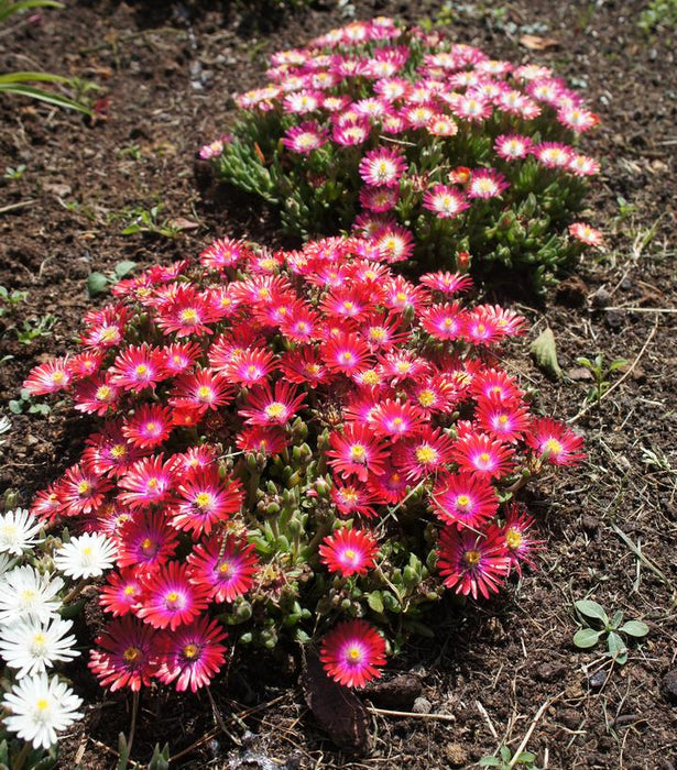 Jewel of the Desert® Garnet Ice Plant