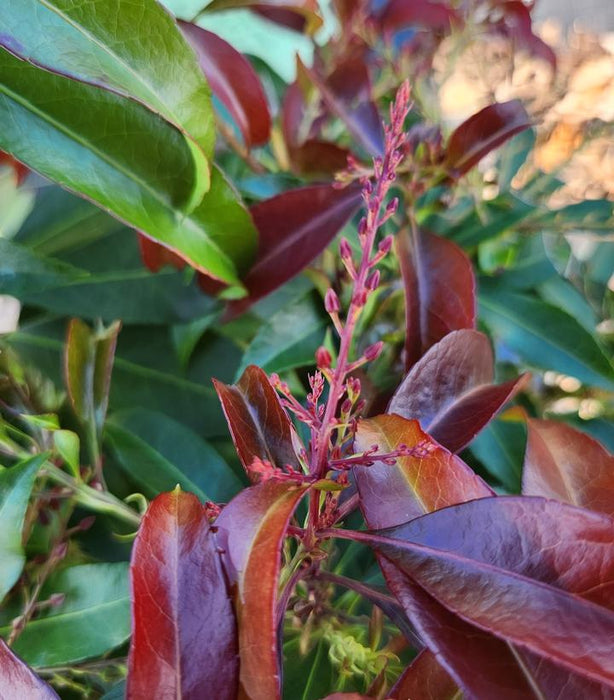 Katsura Japanese Pieris