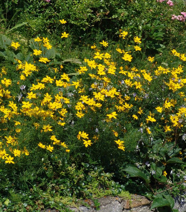 Threadleaf Tickseed Coreopsis