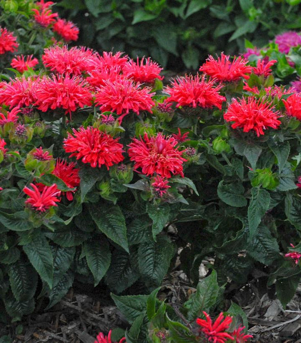 Pardon My Cerise Bee Balm