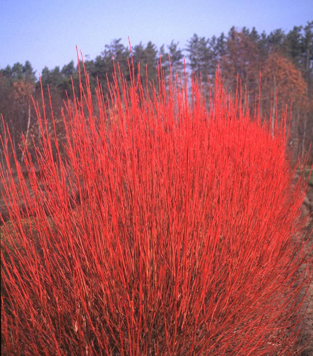 Cardinal Red Twig Dogwood