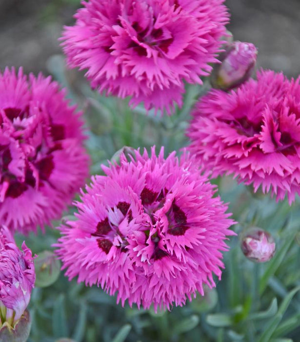 Fruit Punch® Spiked Punch Dianthus