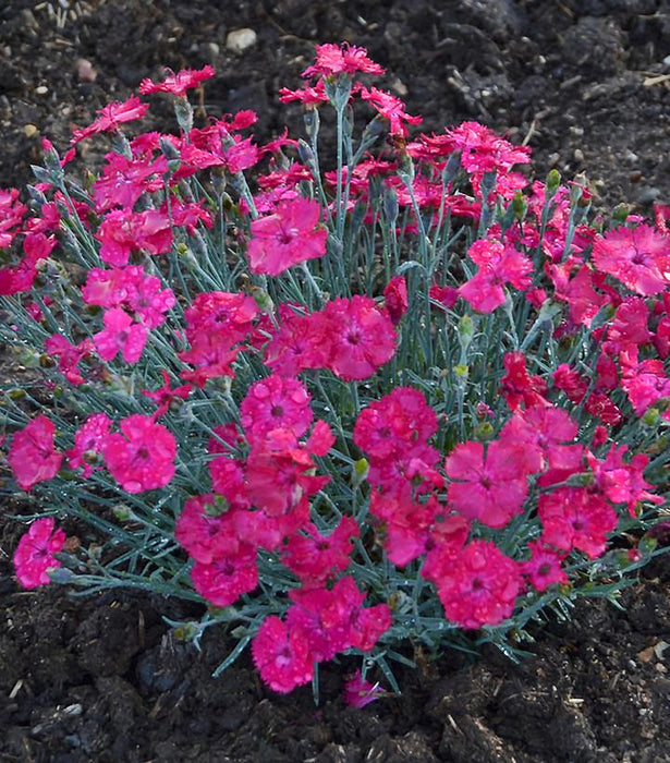 Paint the Town Magenta Dianthus