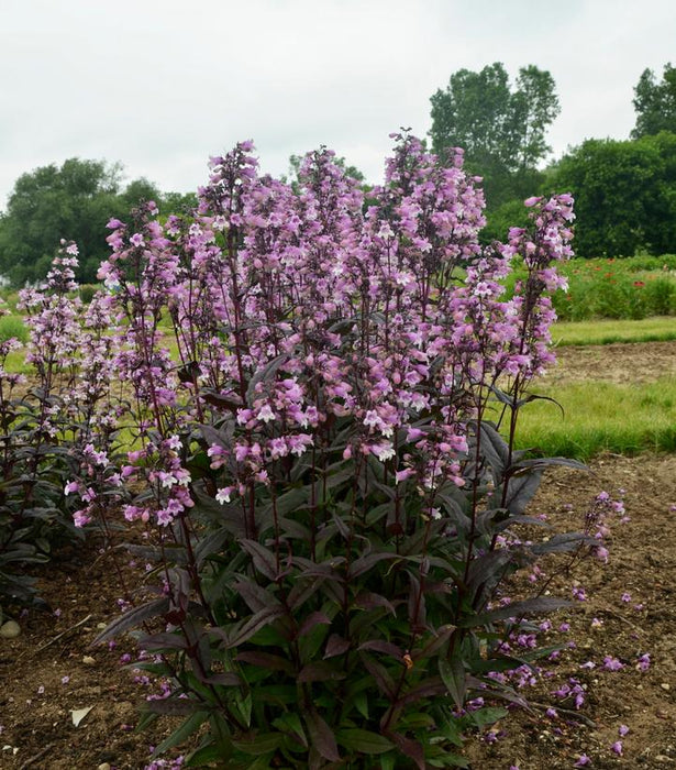 Midnight Masquerade Beardtongue