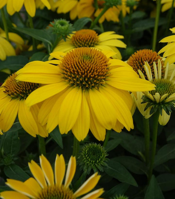 Sombrero® Lemon Yellow Improved Coneflower