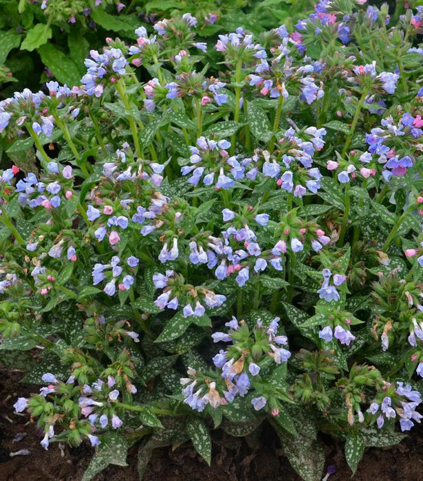 Twinkle Toes Lungwort