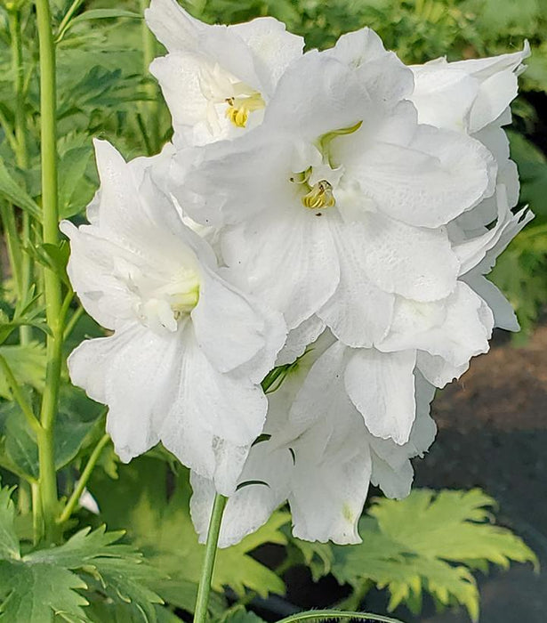 White Guardian Larkspur (Delphinium)