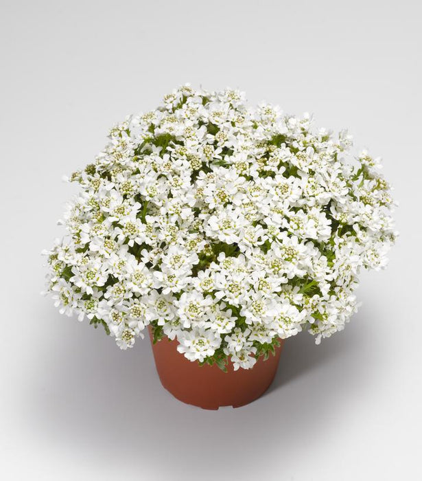 Snowsurfer™ Forte Candytuft