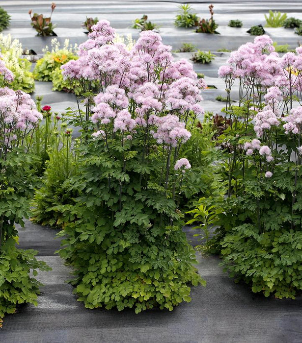 Nimbus™ Pink Meadow Rue