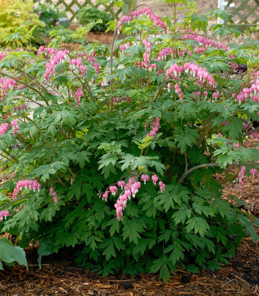 Old Fashioned Bleeding Heart