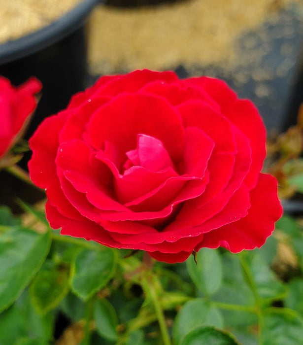 Cherrytini™ Floribunda Rose