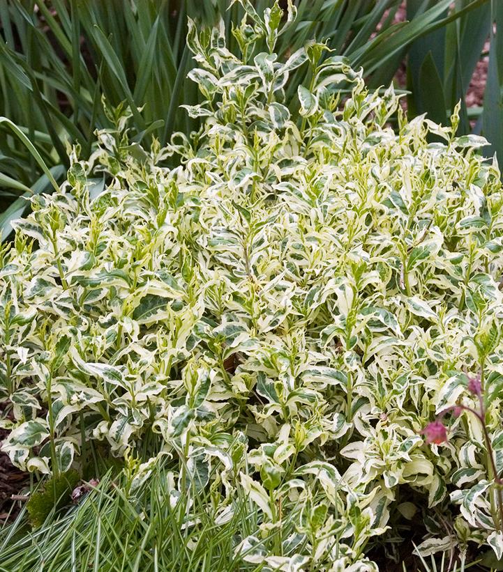 Cool Splash® Low Bush Honeysuckle (Diervilla) — Gardens of the World