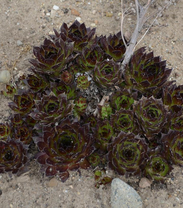 Black Hen & Chicks