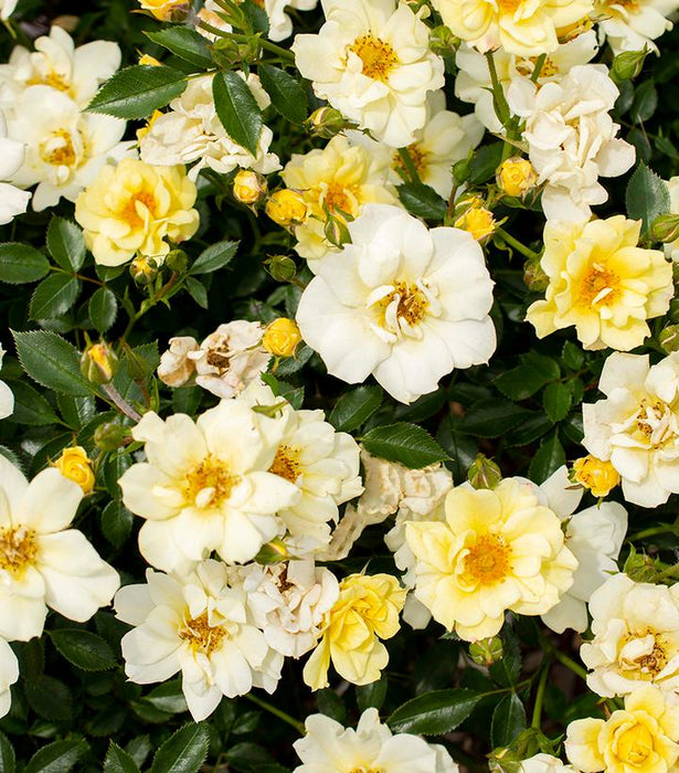 Lemon Drift® Rose