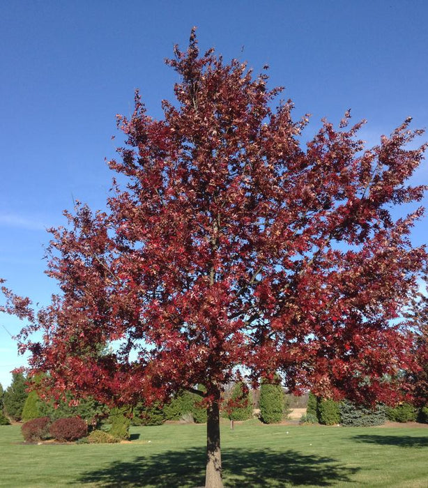 Scarlet Oak