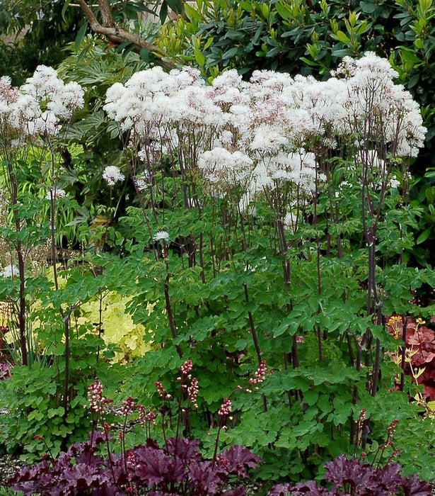 Nimbus™ White Meadow Rue