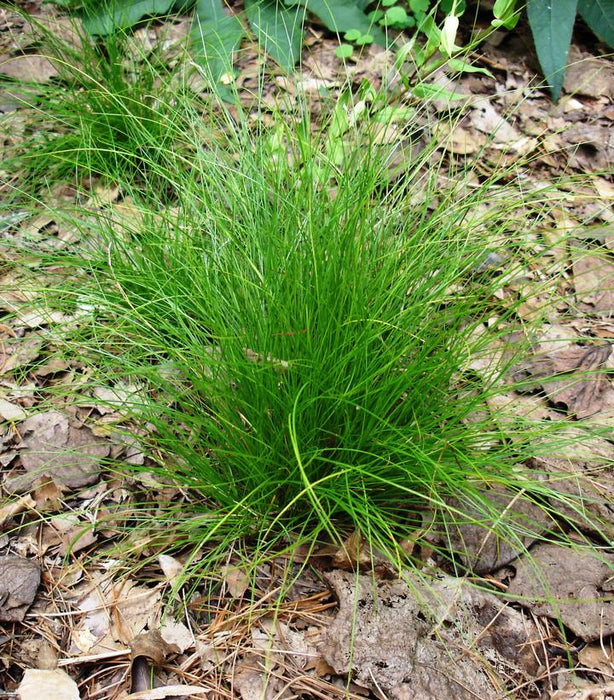 Bristleleaf Sedge