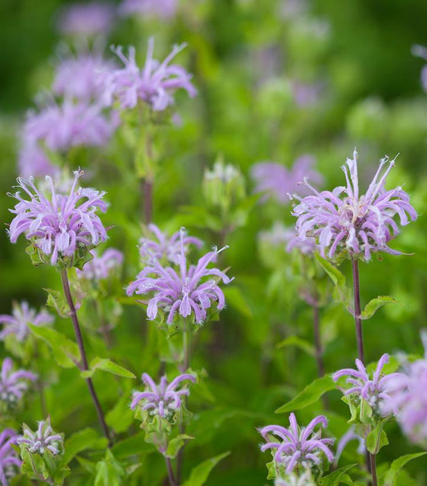 Wild Bee Balm/ Bergamot