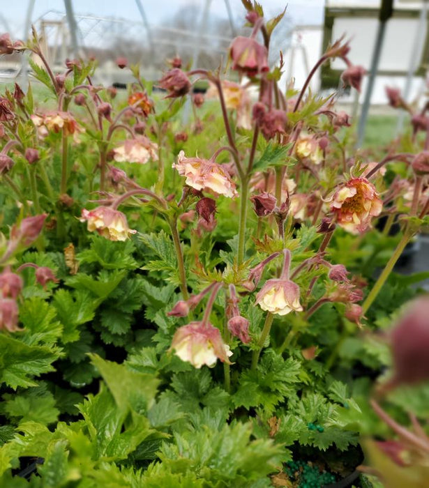 Pretticoats™ Peach Geum