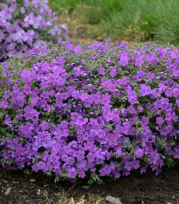 Purple Sprite Phlox