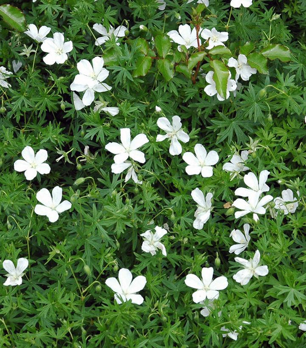 White Cranesbill Geranium