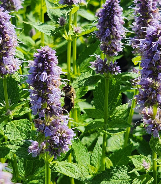 Blue Fortune Hyssop