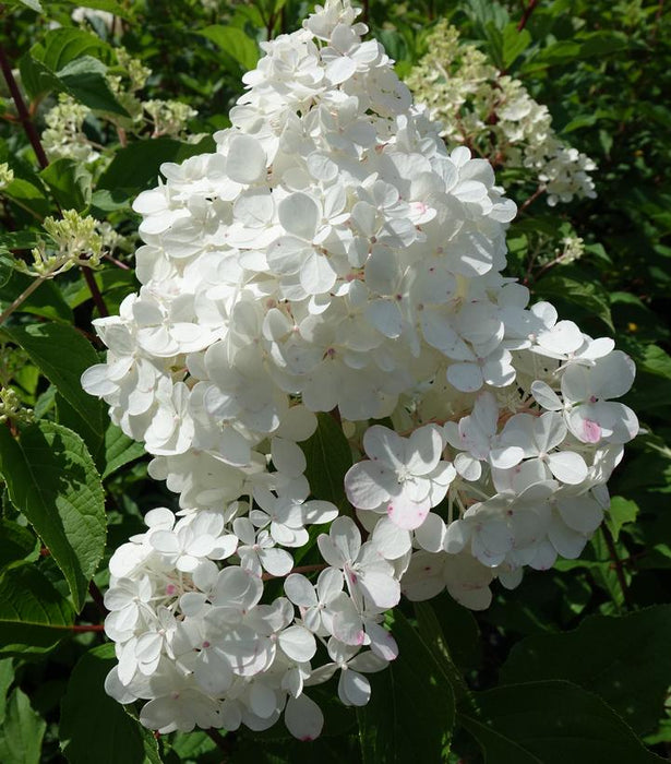 Vanilla Strawberry™ Panicle Hydrangea