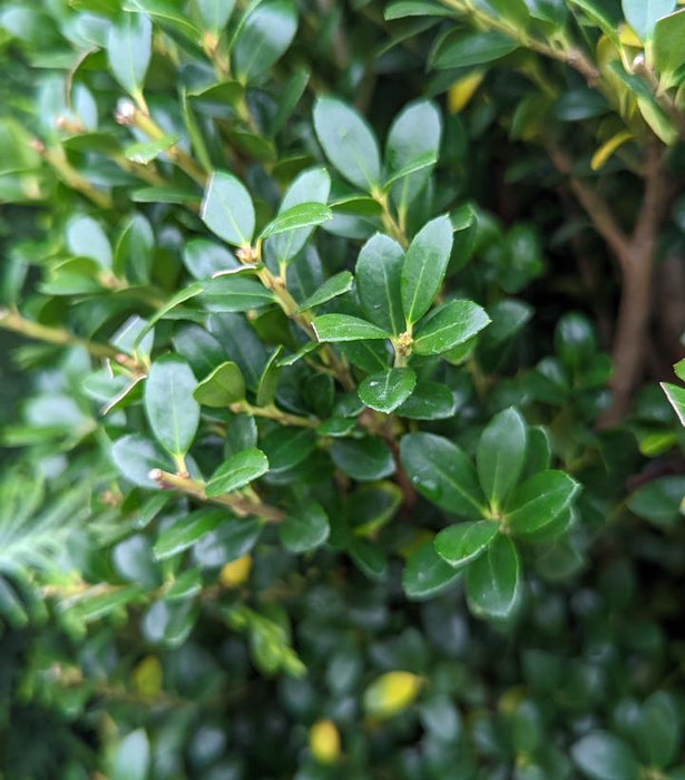 Nigra Japanese Holly