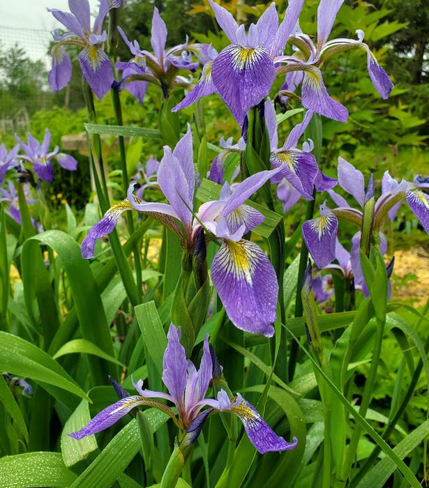 Blue Flag Iris