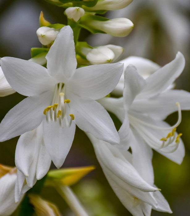 Royal Crest Hosta