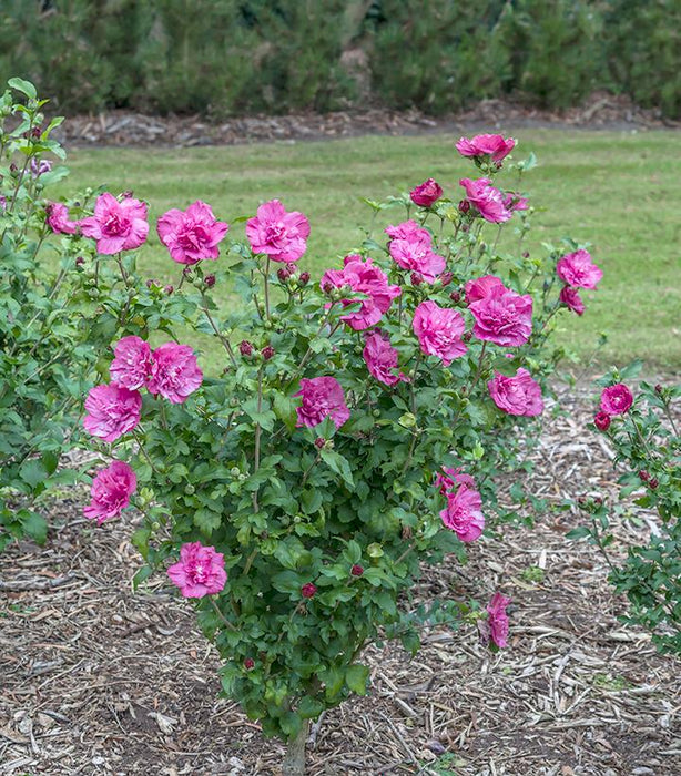 Magenta Chiffon Rose Of Sharon