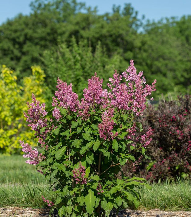 Little Lady™ Lilac