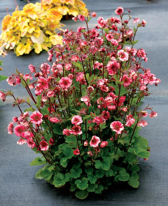 Tempo Rose Avens (Geum)