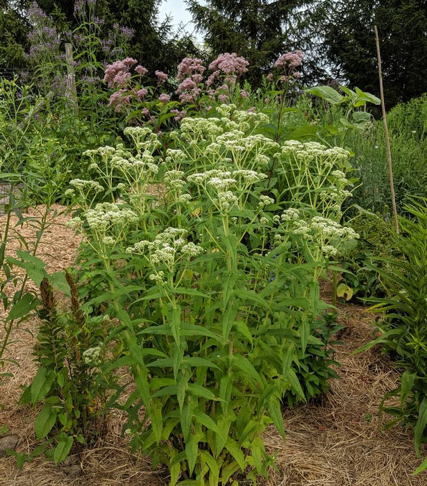 Common Boneset