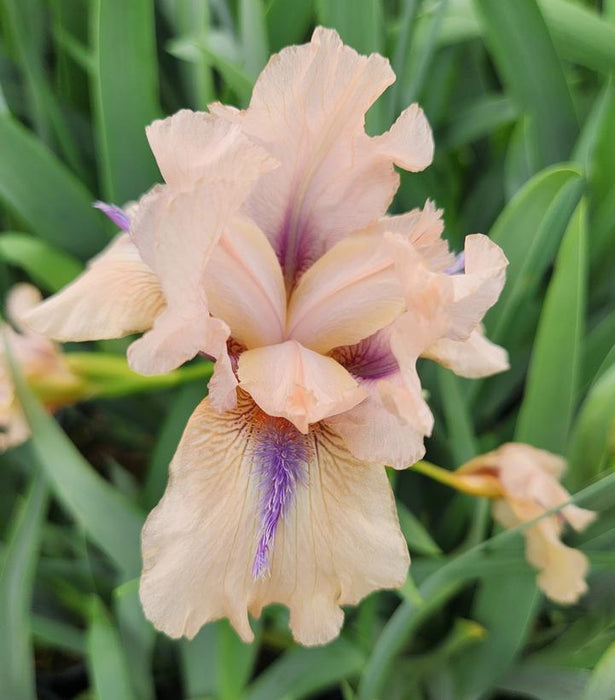 Invitation German Bearded Iris