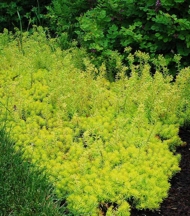 Prima Angelina Stonecrop