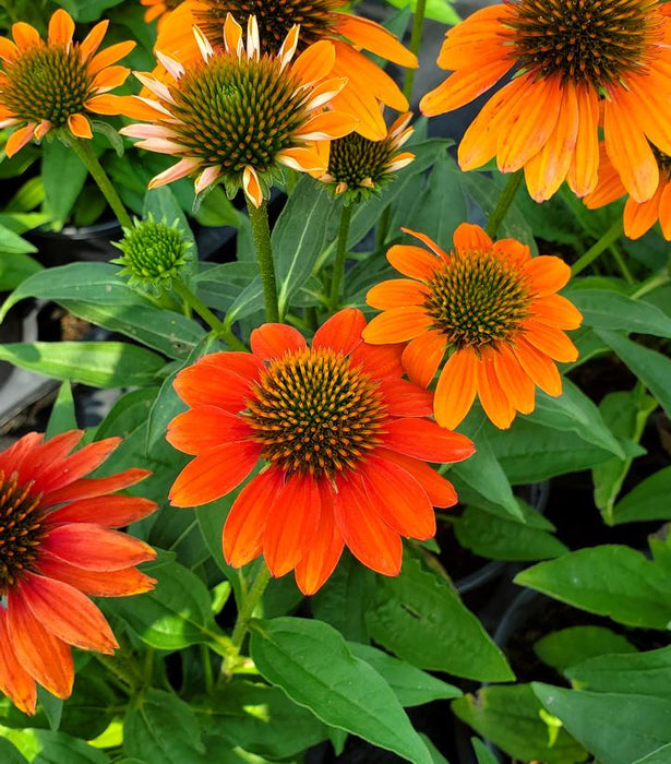 Artisan™ Soft Orange Coneflower