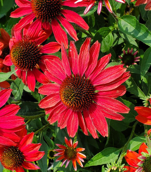 Color Coded® Frankly Scarlet Coneflower