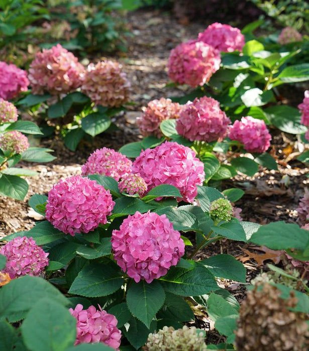 Let's Dance ¡Arriba!® Hydrangea