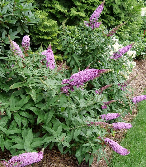 Pugster Pinker Butterfly Bush