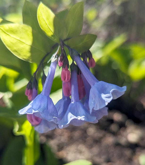 Virginia Bluebells