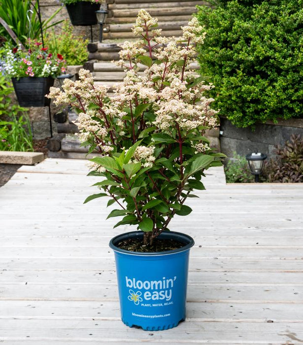 Torch Hardy Hydrangea