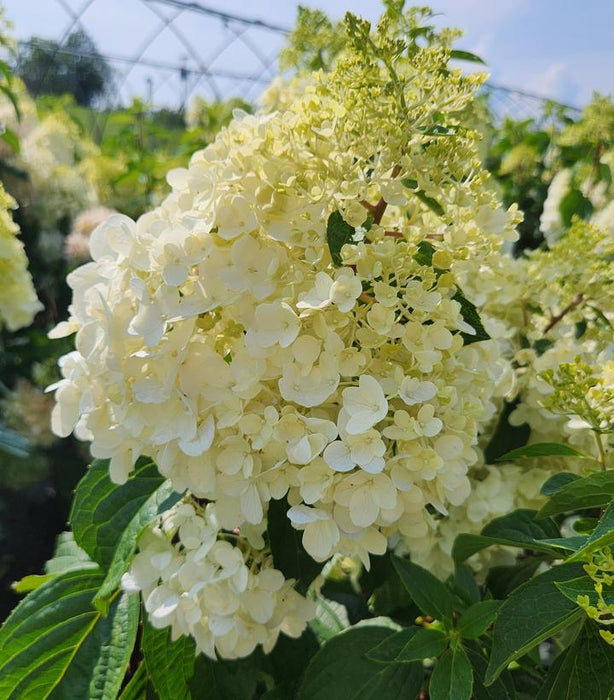 Love-A-Lot™ Pink Hydrangea