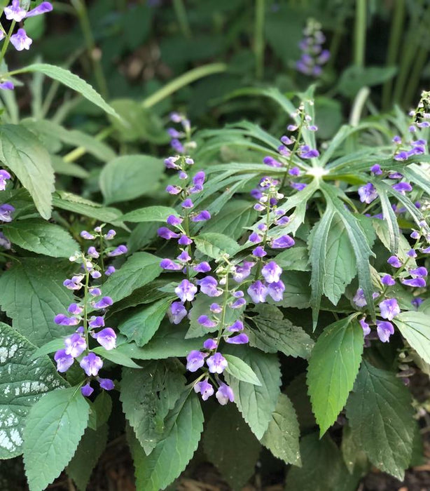 Appalachian Blues Skullcap