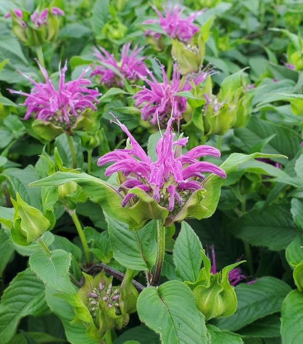 Blue Stocking Bee Balm