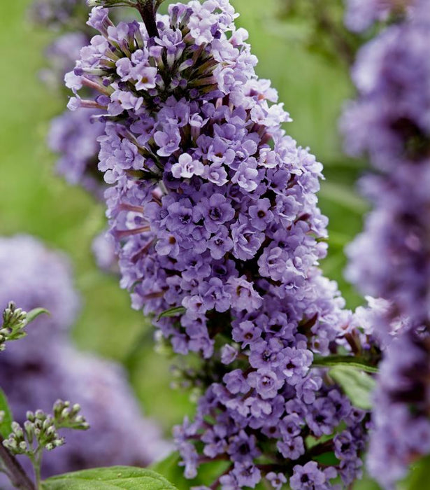 High Five Purple Butterfly Bush